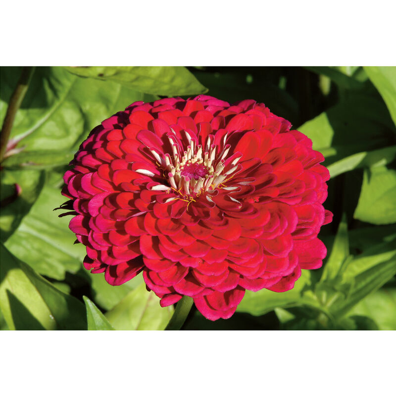 Benary's Giant Deep Red Benary's Giant Series