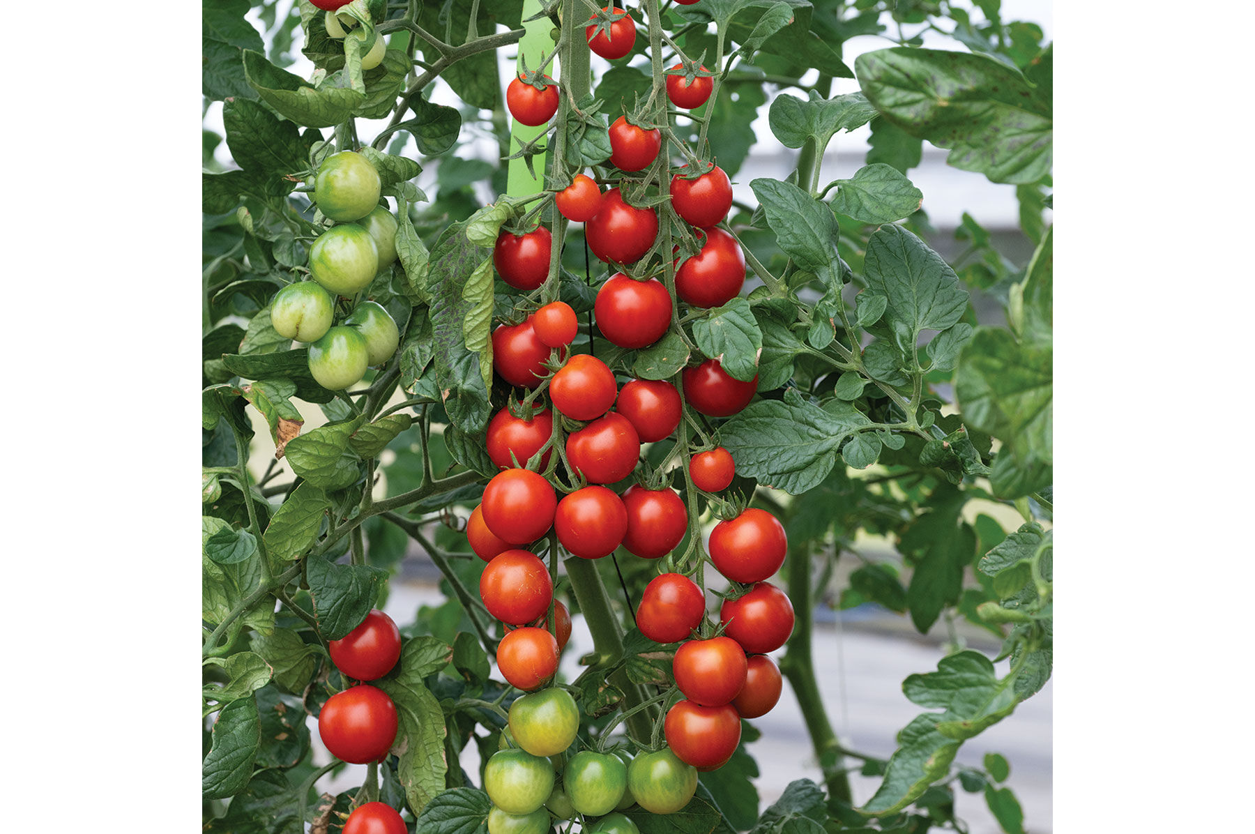 Sakura Cherry Tomatoes