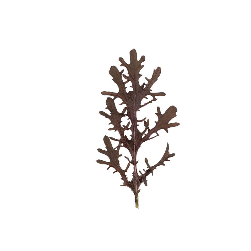 Purple Frills Mustard Greens