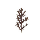 Ruby Streaks Ruby Streaks Mustard Greens