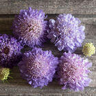 Oxford Blue Scabiosa (Pincushion Flower)