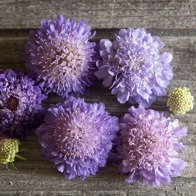 Oxford Blue Scabiosa (Pincushion Flower)