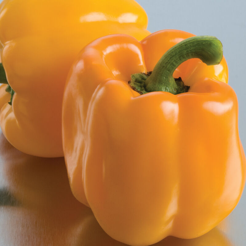 Sweet Sunrise Sweet Bell Peppers