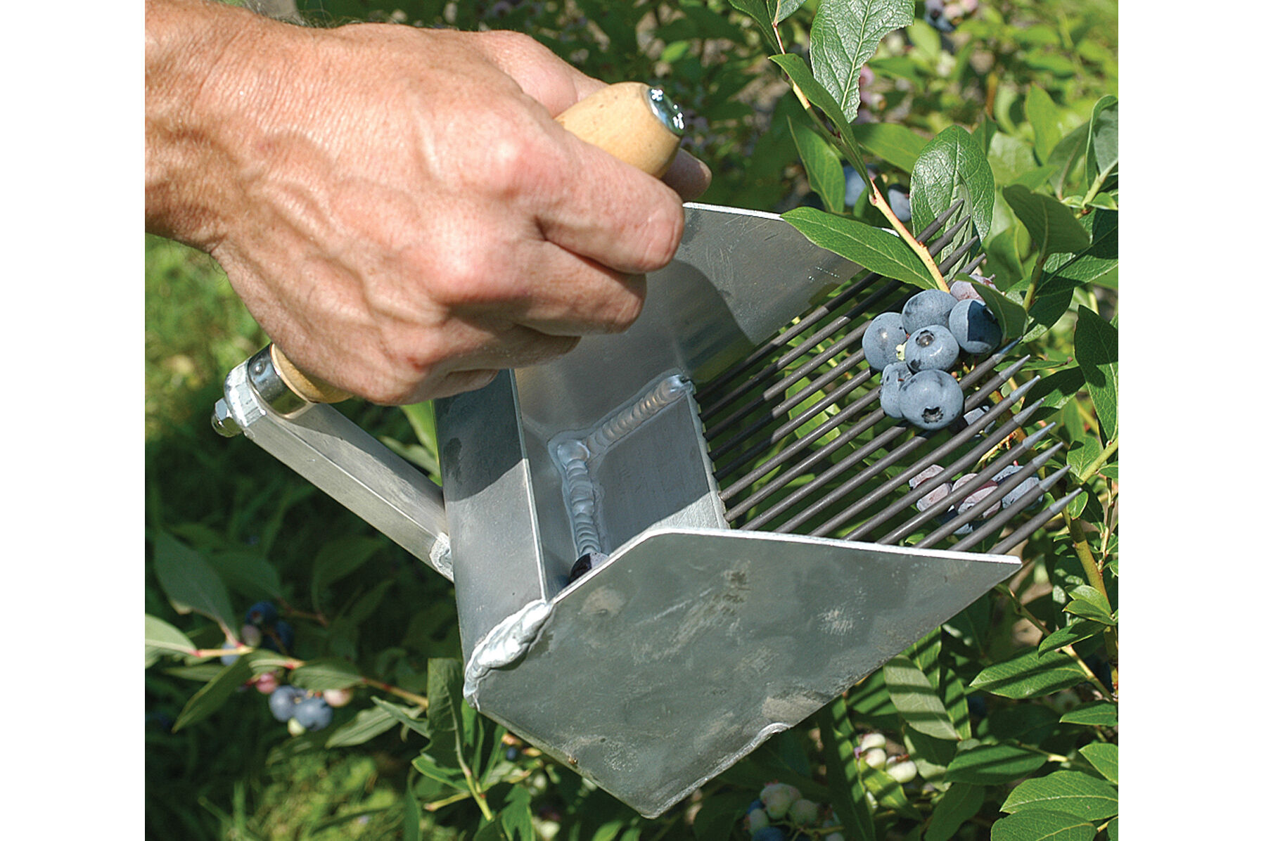 Berry rake clearance