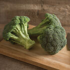 Green Magic Green Magic Standard Broccoli