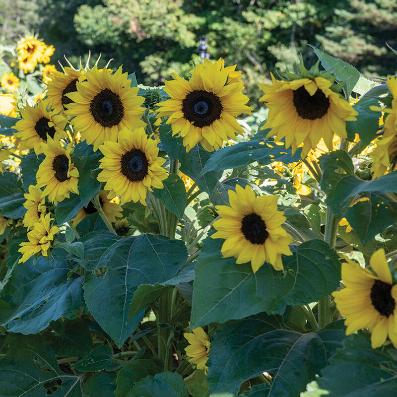 Orange Hobbit Dwarf Sunflowers