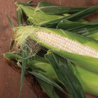 Illusion Illusion Sweet Corn