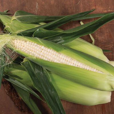 Illusion Illusion Sweet Corn