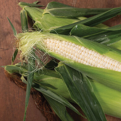 Illusion Illusion Sweet Corn
