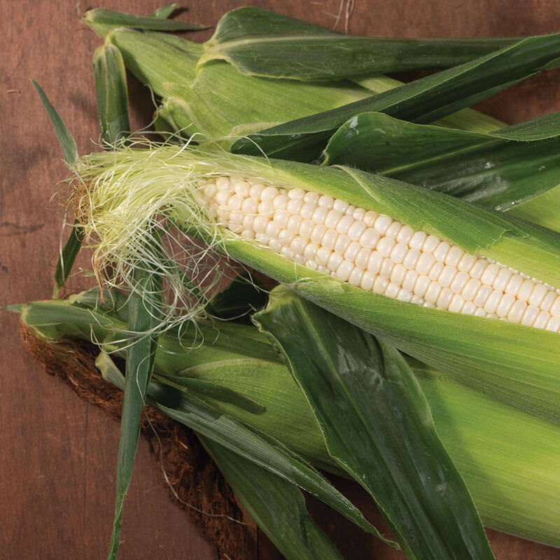 Illusion Illusion Sweet Corn