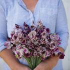 Wiltshire Ripple Sweet Peas