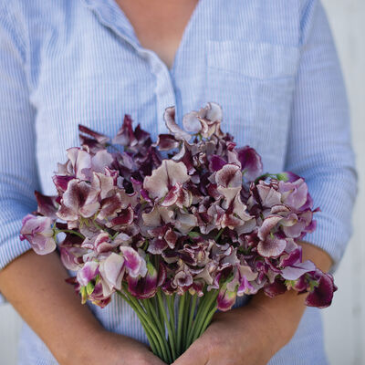 Wiltshire Ripple Sweet Peas