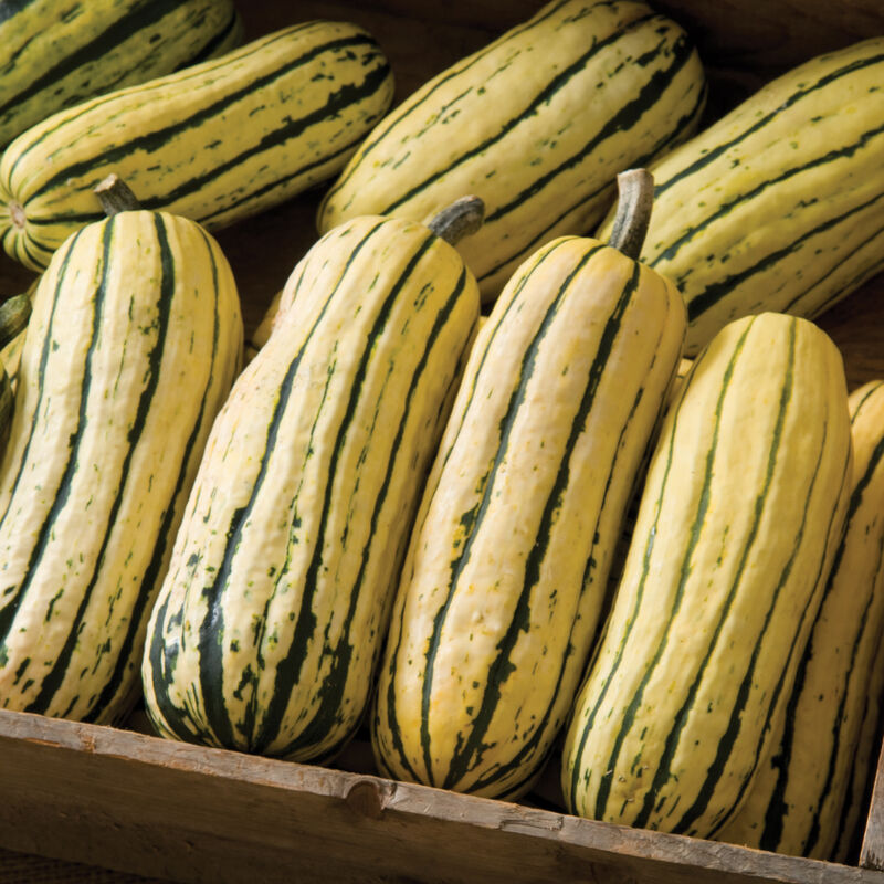 Delicata JS Winter Squash