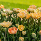 Charming Beauty Tulips