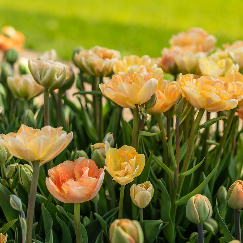 Charming Beauty Tulips