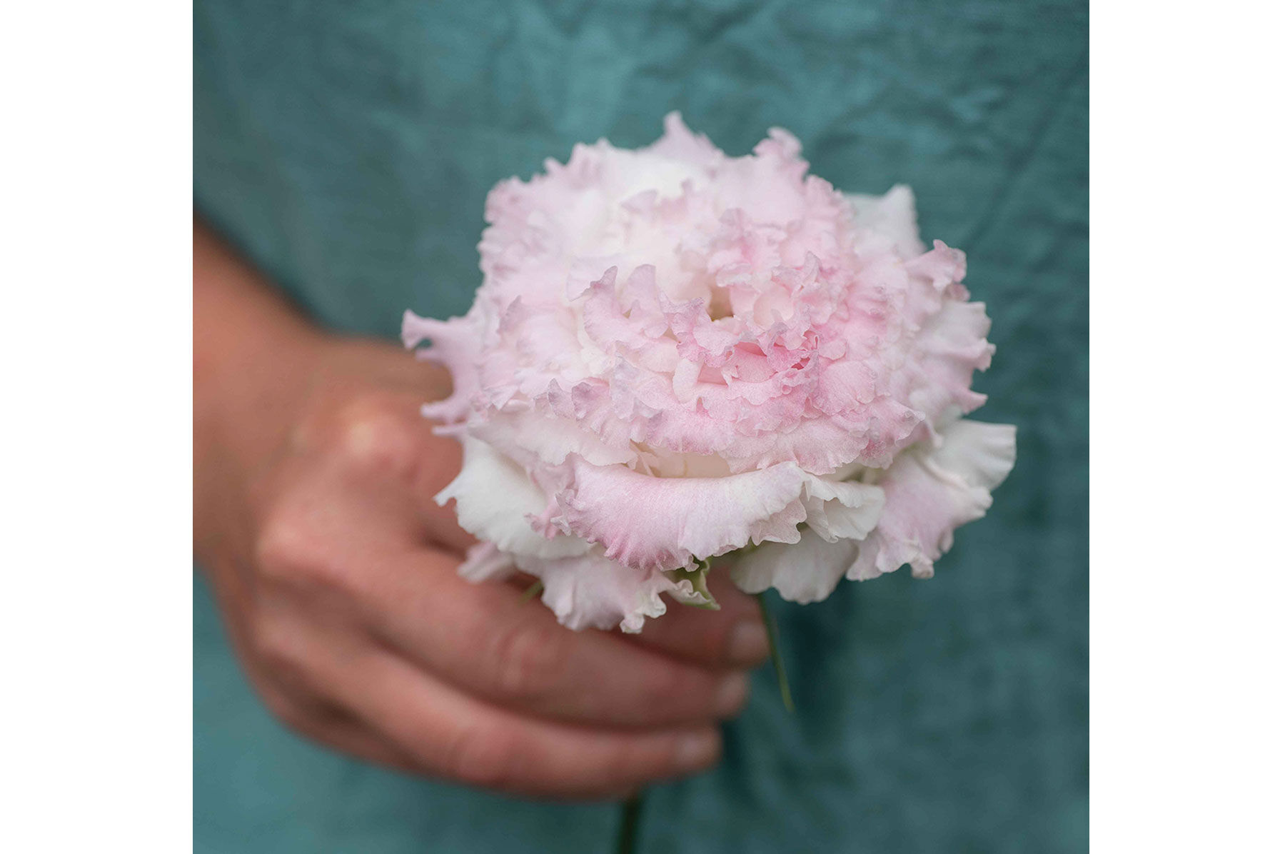 Voyage 2 First Love Lisianthus