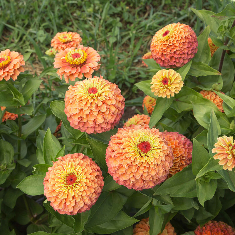 Queeny Lime Orange Zinnias