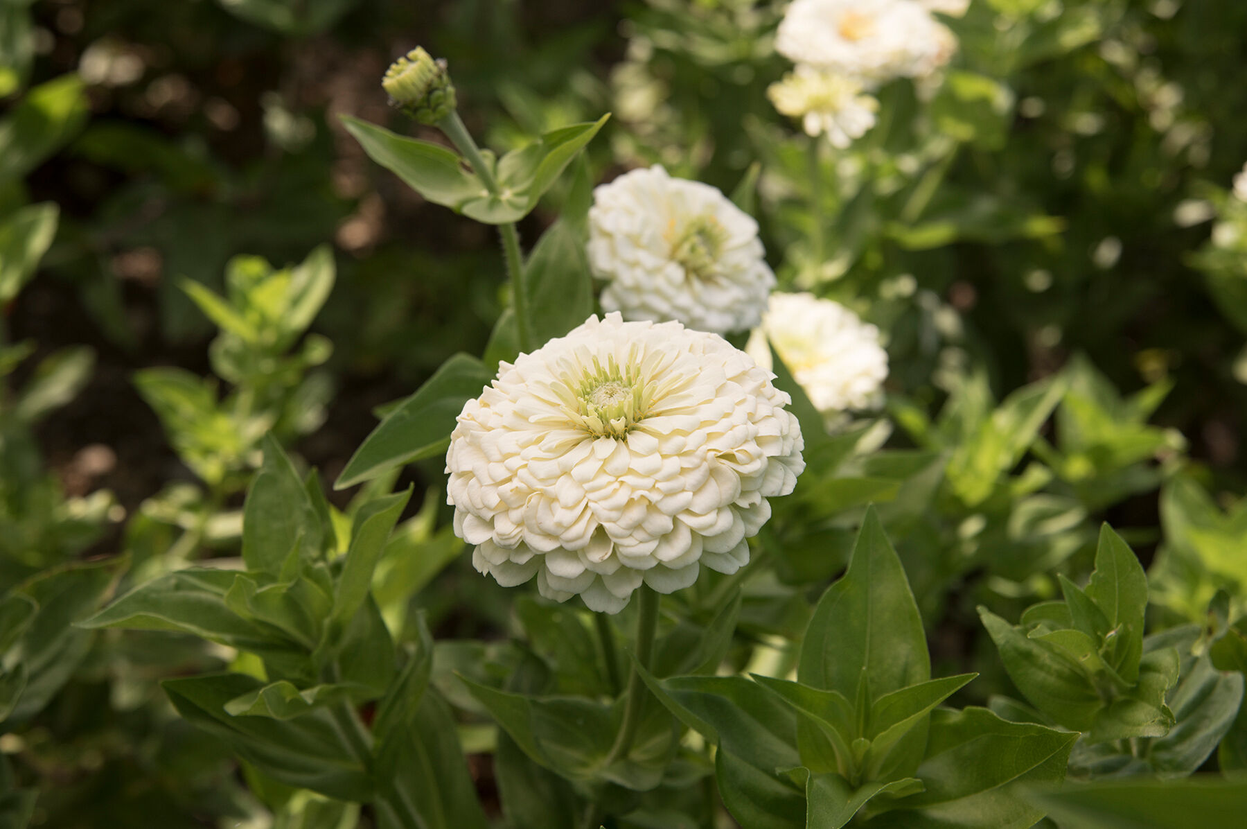 White zinnia sale