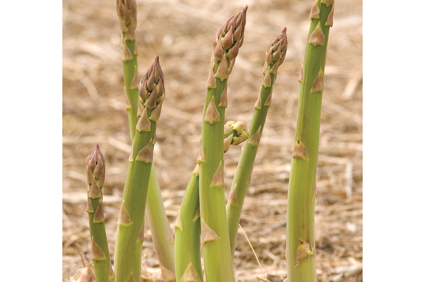 Jersey Supreme (F1) Asparagus Crowns Johnny's Selected Seeds