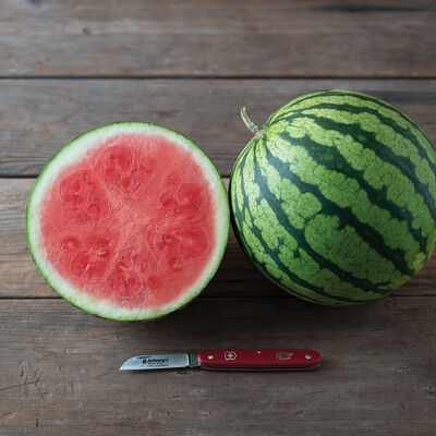 Onza Triploid Watermelons (Seedless)