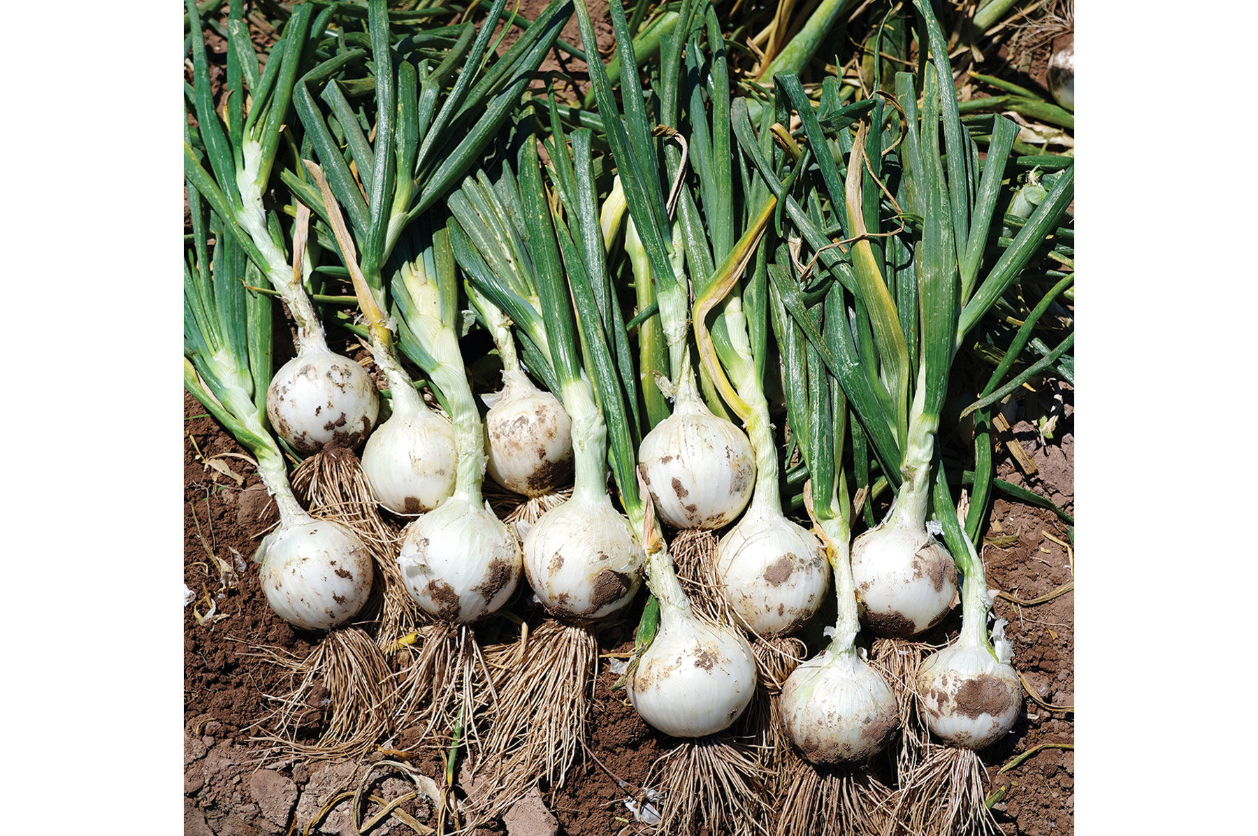 White Ace - (F1) Onion Seed | Johnny's Selected Seeds