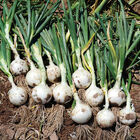White Ace Full-Size Onions