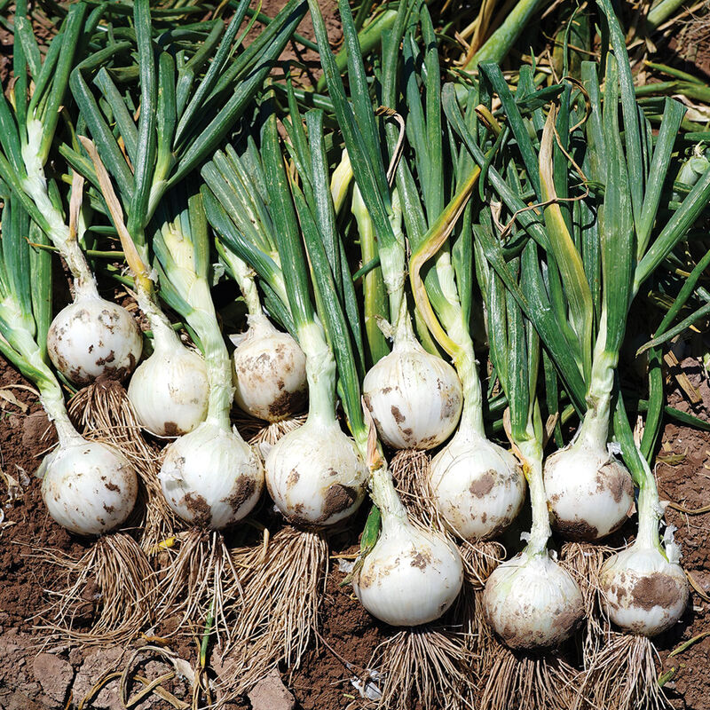 White Ace Full-Size Onions