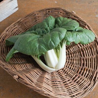 Asian Delight Pac Choi (Bok Choy)