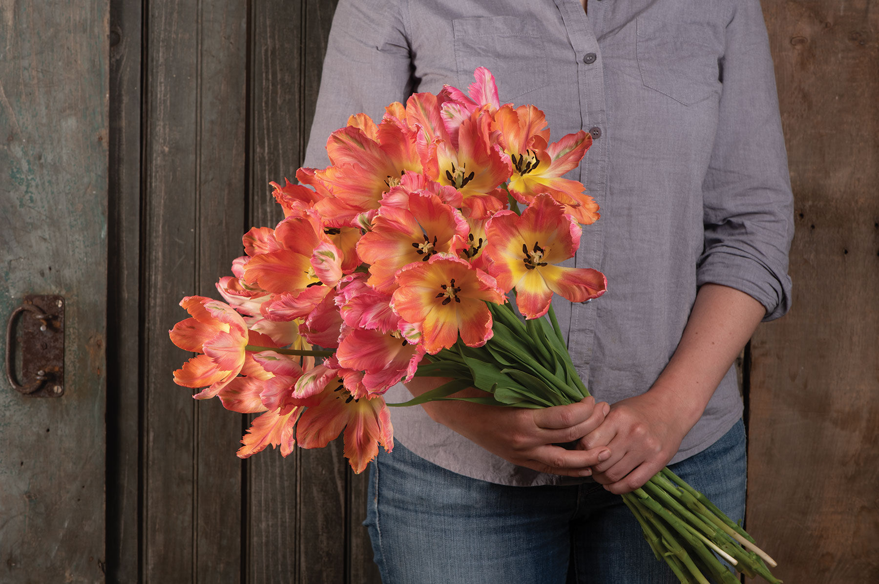 Apricot Parrot Tulips