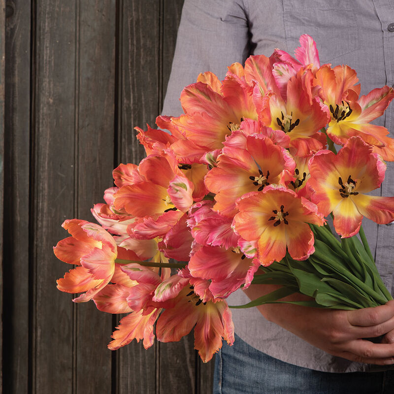 Apricot Parrot Apricot Parrot Tulips