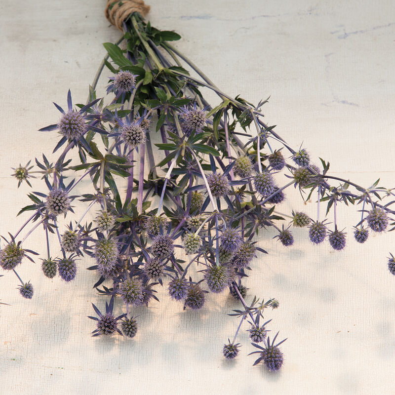 Blue Glitter Eryngium