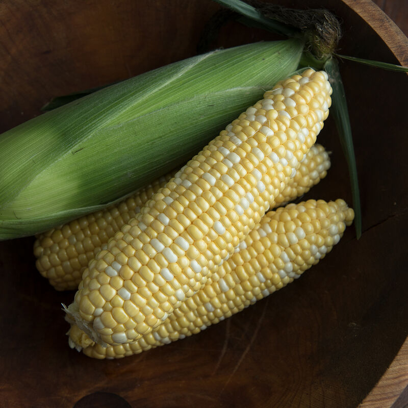 Enchanted Sweet Corn