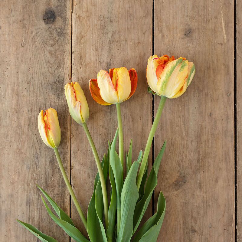 Parrot King Tulips