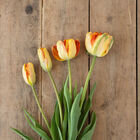 Parrot King Tulips