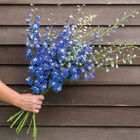 Magic Fountains Mid Blue White Bee Delphinium