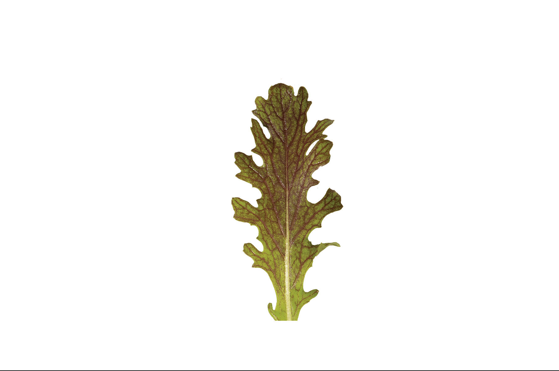 The Mustard Seeds☆Red 2_44d0f46a-2c13-4a2a-a8bf-