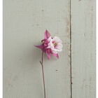 Pink Petticoat Columbine