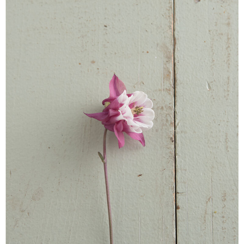 Pink Petticoat Columbine
