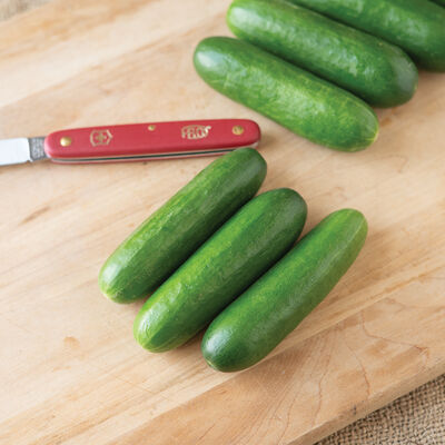 Qwerty Seedless and Thin-skinned Cucumbers