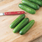 Qwerty Seedless and Thin-skinned Cucumbers