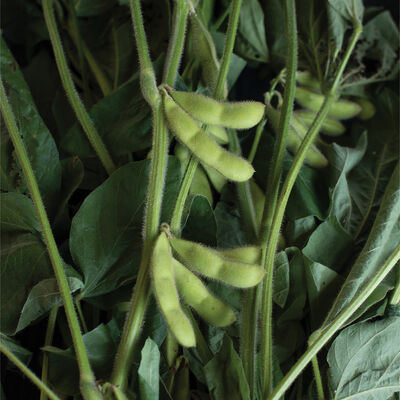 Karikachi Soybeans