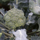 Marathon Marathon Standard Broccoli