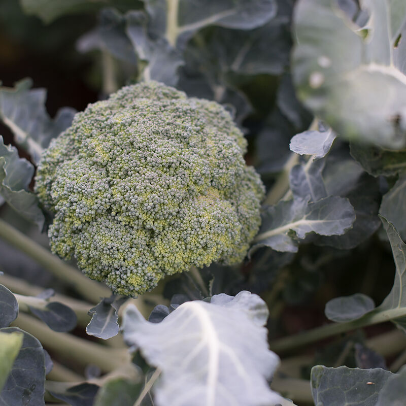 Marathon Standard Broccoli