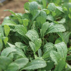 Toscano Kale