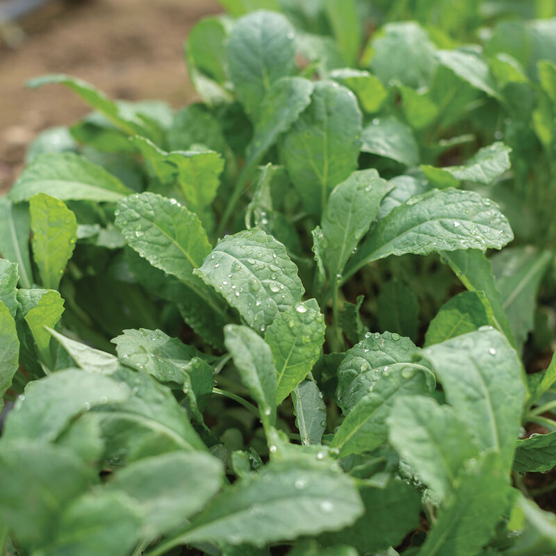 Toscano Kale