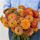 Queeny Lime Orange Zinnias