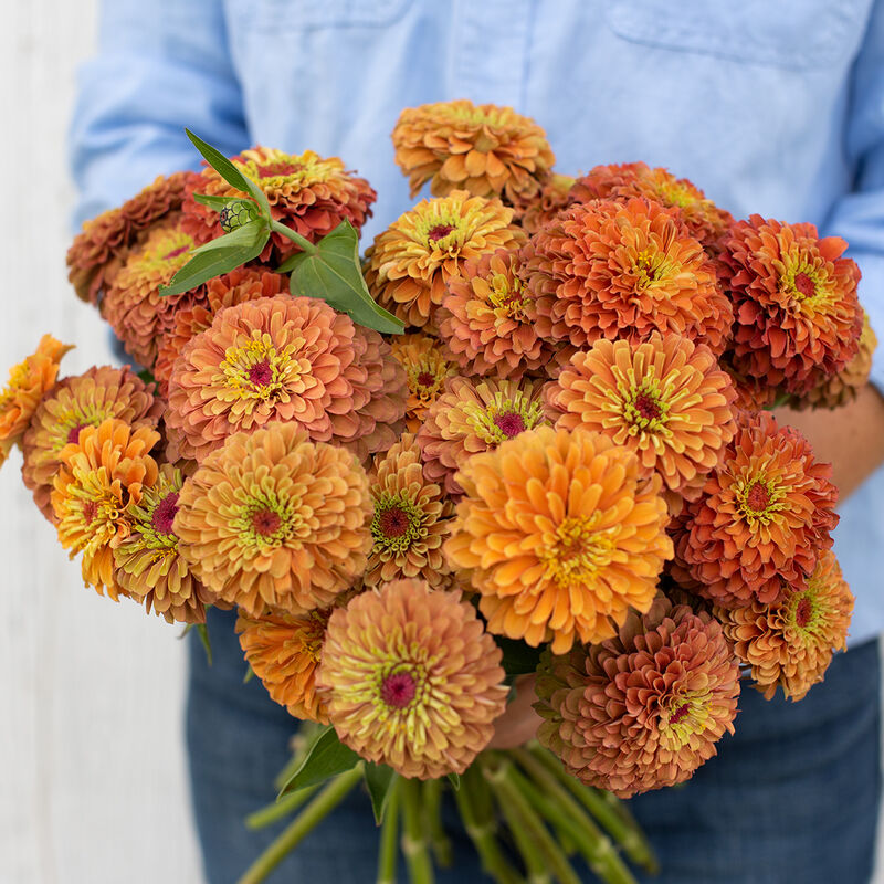 Queeny Lime Orange Zinnias