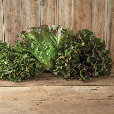 Purple Fusion Summer Crisp Lettuce (Batavia)
