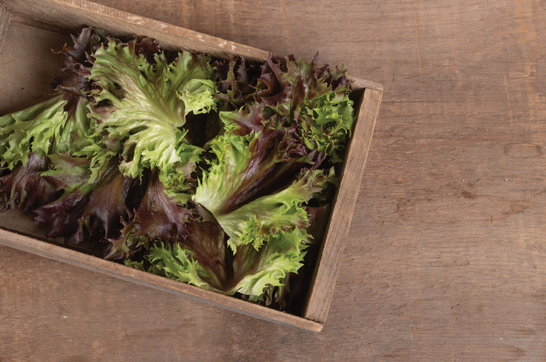 Rubygo One-Cut Lettuce