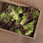 Rubygo Rubygo One-Cut Lettuce